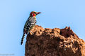 Red-and-yellow Barbet