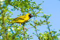Vitelline Masked Weaver
