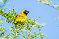 Vitelline Masked Weaver