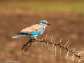 European Roller