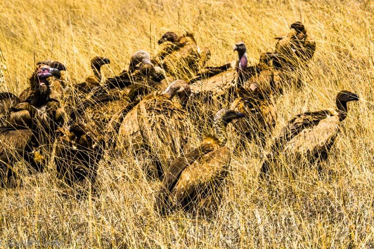 Rüppell's and Lappet-faced Vultures