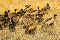Rüppell's and Lappet-faced Vultures