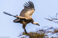 Rüppell's Vulture
