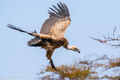 Rüppell's Vulture