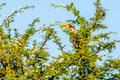 Eastern Yellow-billed Hornbill (1)