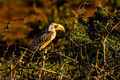Eastern Yellow-billed Hornbill