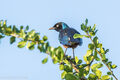 Greater Blue-eared Starling