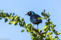 Greater Blue-eared Starling