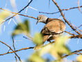 African White-winged Dove