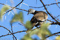 African White-winged Dove