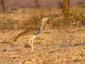 Kori Bustard