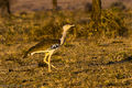Kori Bustard