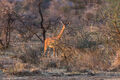 Gerenuk