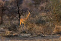 Gerenuk