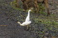 Cattle Egrets