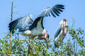 Marabou Storks
