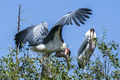 Marabou Storks