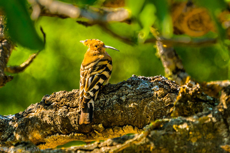 Hoopoe