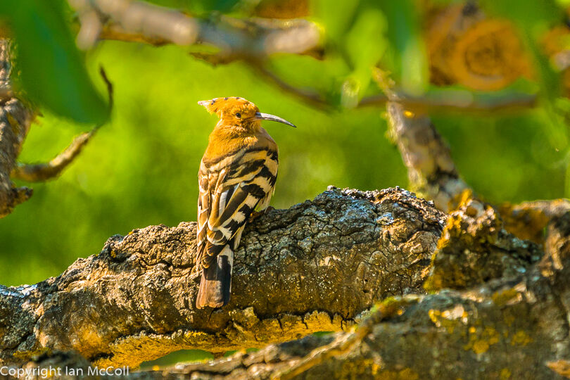 Hoopoe