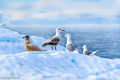 Gulls in Disko Bay