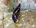 Purple Emperor