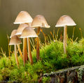The New Forest (4)