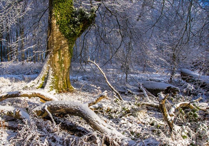 Savernake Forest (3)