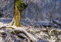 Savernake Forest (3)