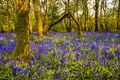 Gopher Wood (1)