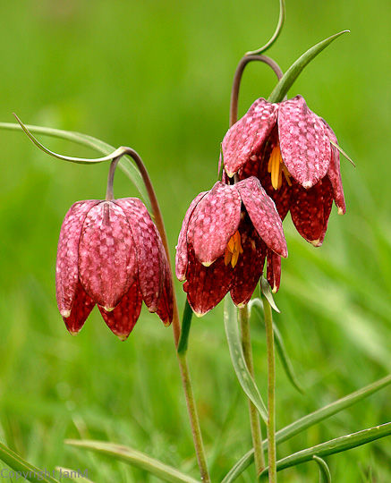 Snake Head Fritillaries