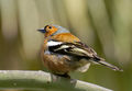 Chaffinch (1)