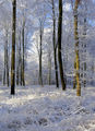 Savernake Forest (2)