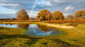 The New Forest (2)