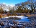 Savernake Forest (1)