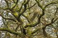 Twisted Trees (1)