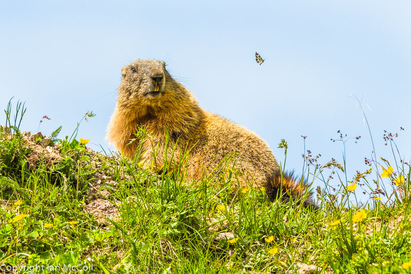 Marmot (1)