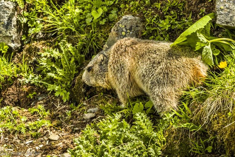Marmot (3)