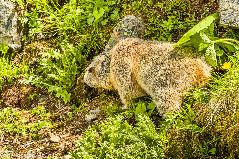 Marmot (2)