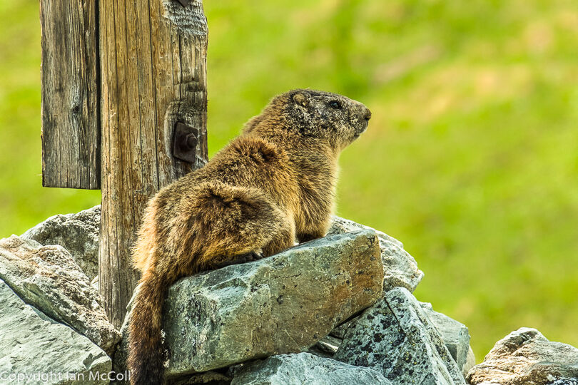 Marmot (3)
