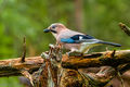 Jay (1)