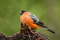 Bullfinch