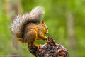Red Squirrel (2)