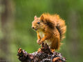 Red Squirrel (1)