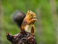 Red Squirrel (2)