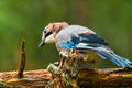 Jay (2)