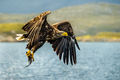 White-tailed Eagle (7)
