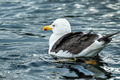 Great Black-backed Gull