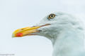 Herring Gull (1)