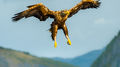 White-tailed Eagle (3)