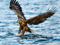 White-tailed Eagle (4)